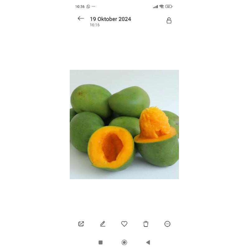 

mangga alpukat bangil