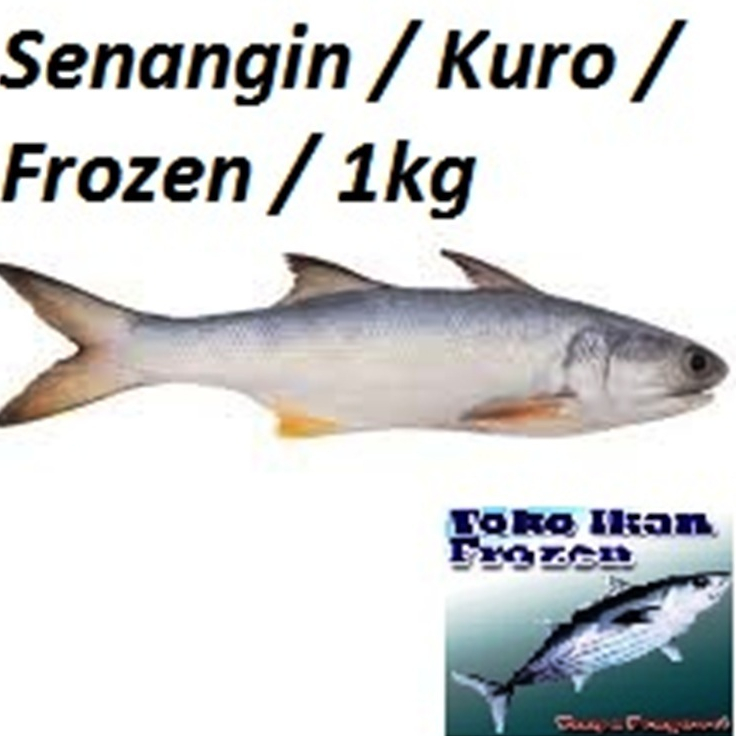 

IKAN SENANGIN / KURO / Frozen Fresh / 1 kg