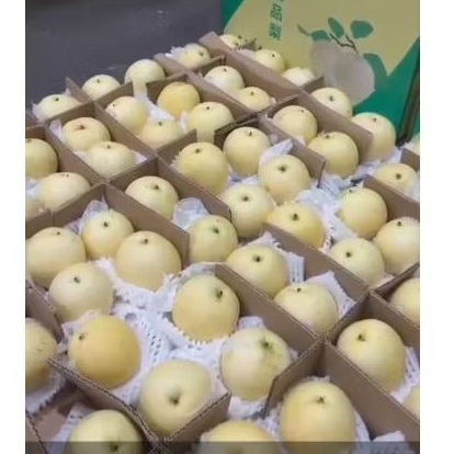 

Buah Pear Century Xingpeng Jual Per 1 Dus Karton