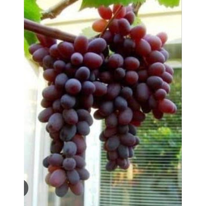 bibit Anggur Jupiter grafting