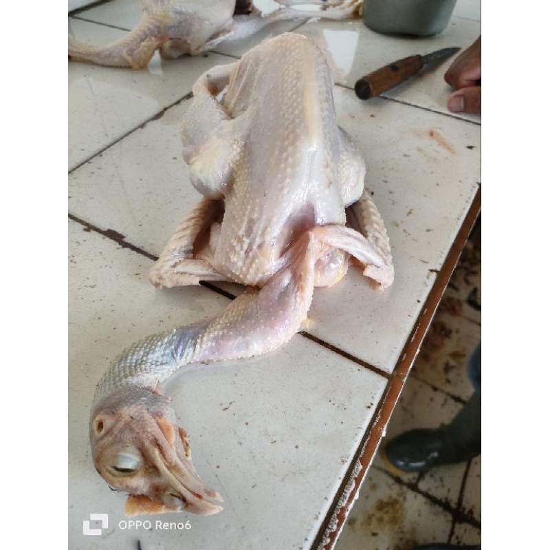 

AYAM KAMPUNG SEGAR 1kg