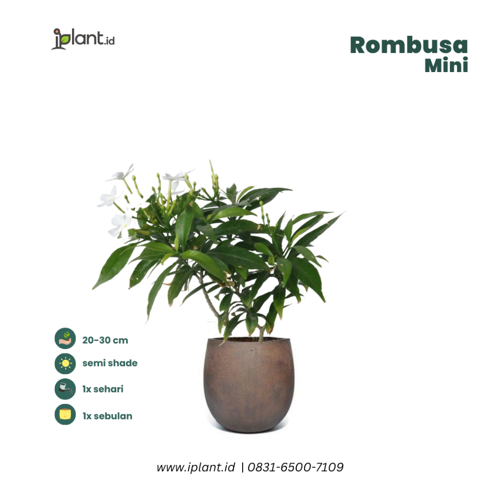 Rombusa Mini