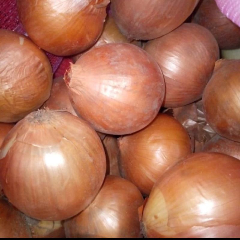 

Bawang Bombay Ukuran Besar Dan Kecil Fresh 1 Kg