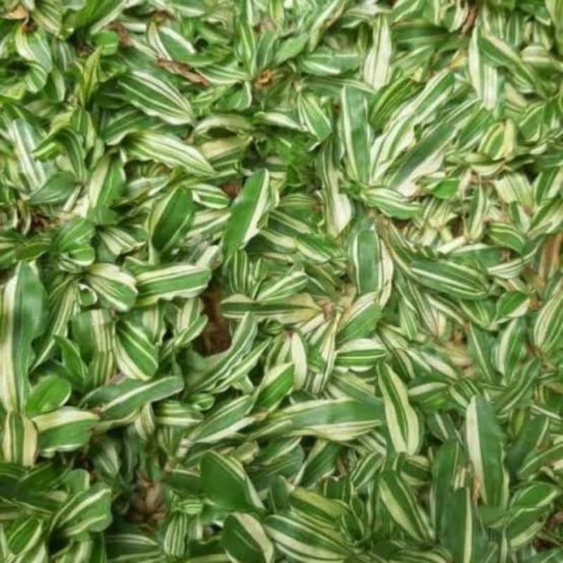 Rumput asli gajah mini varigata 1 meter