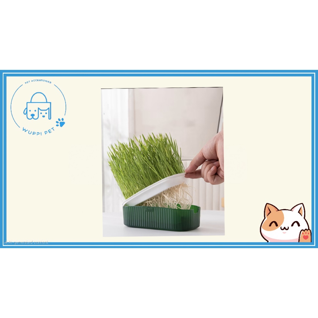 Rumput Kucing Benih Gandum Paket Rumput Kucing Benih Gandum Premium Wheat Grass Cat