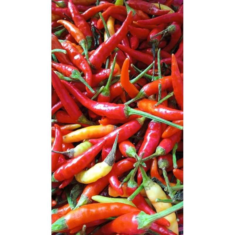 

Cabe Domba