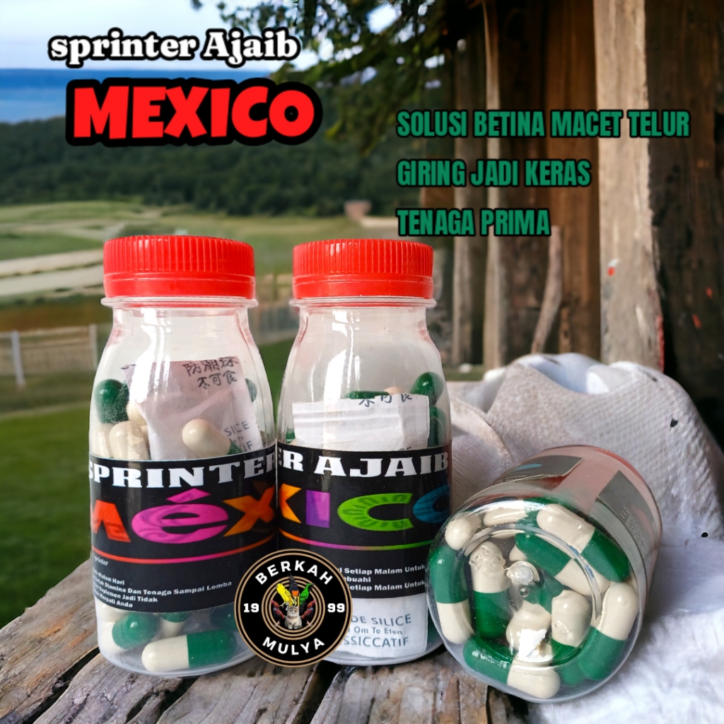 sprinter ajaib mexico isi 50 butir jamu merpati mexico bird farm