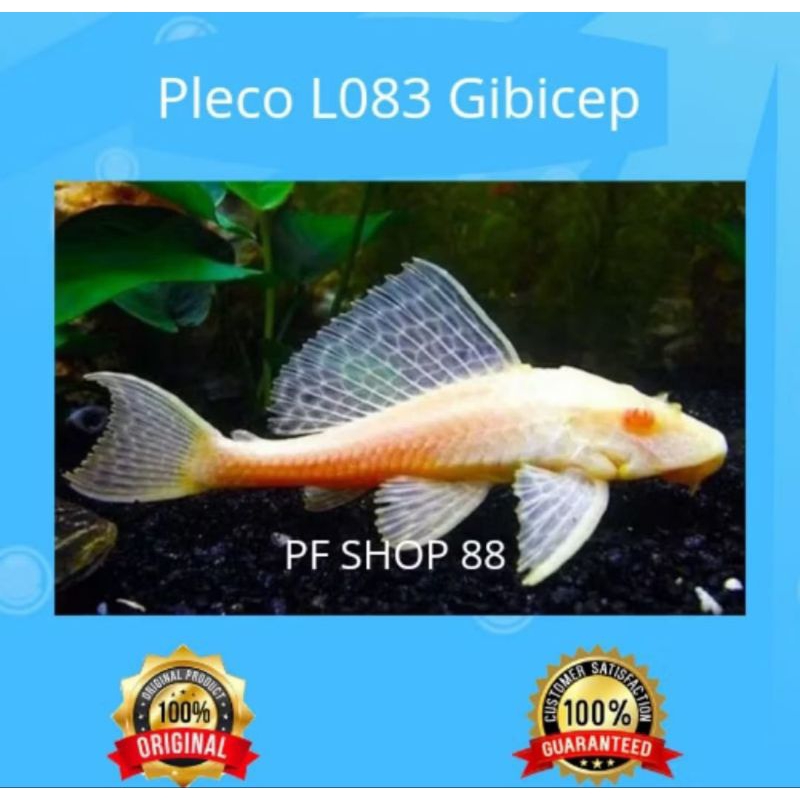 Ikan hias Pleco L083 Gibicep sapu sapu mentega