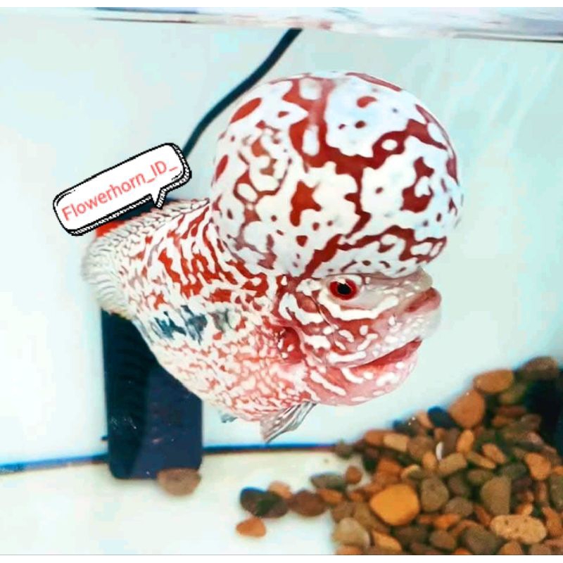 Burayak Louhan Kamfa F2 VVIP Thailand