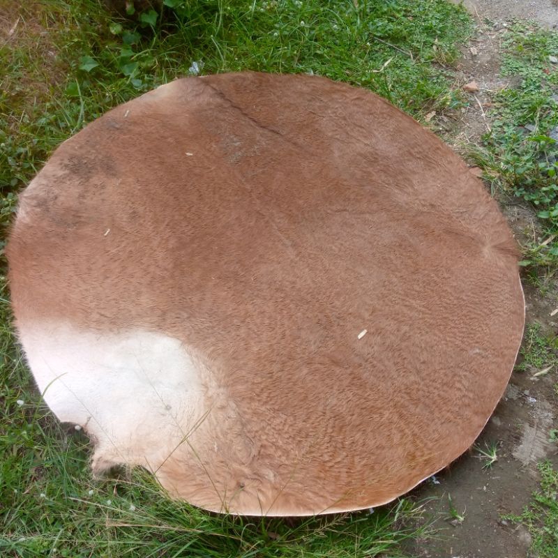 kulit sapi kering 90 cm buat bedug