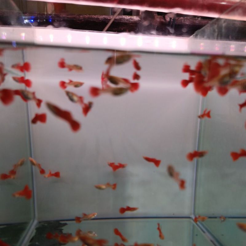 

Packing Kardus guppy afr