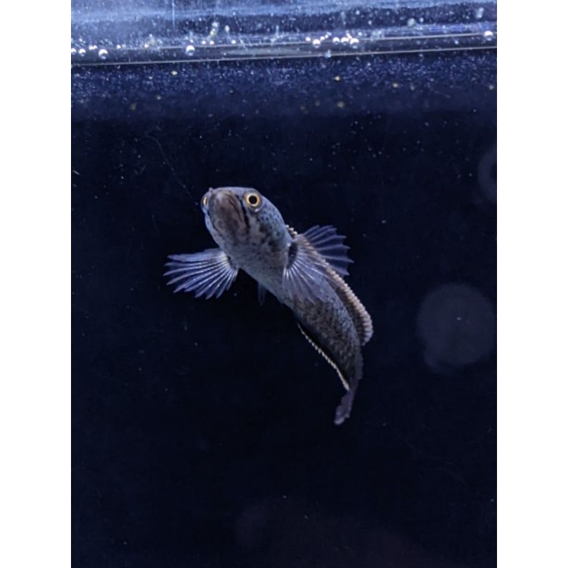 Baby Limbata 4-6cm Progres Project Limbata