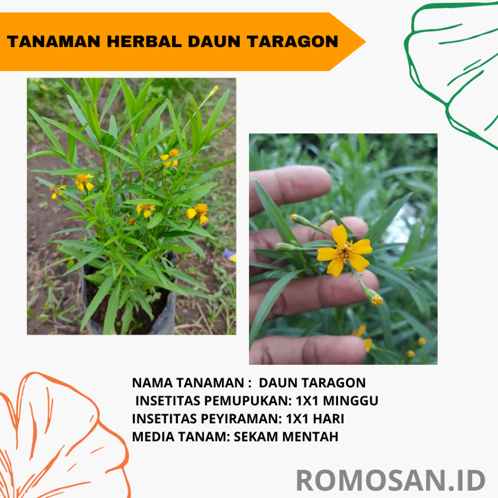 Tanaman Herbal / Toga / Daun Tarragon ( Artemisia Dracunculus L ) -romosanid