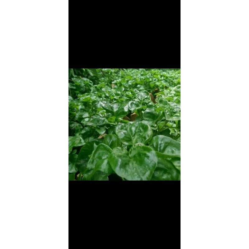 STEK 5 BATANG BAYAM BRAZIL