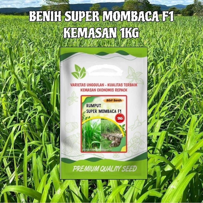 Terbaru!!Benih Rumput Super Mombaca F1 Rumput Hidup Premium Benih Rumput Mombaca