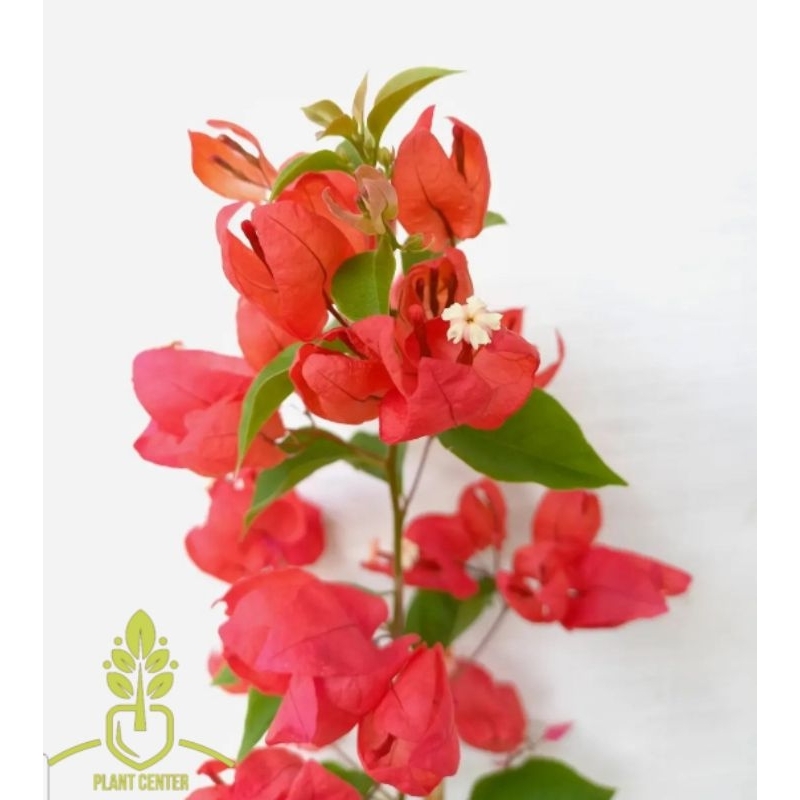 Tanaman Hias Bunga Bougenville Anggur Red Chili - Pohon Bunga Bougenville - Bunga Bugenville