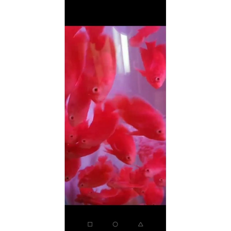 Super gred A Paris red chili ori Thailand