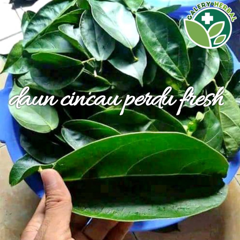 

Daun Cincau Perdu Fresh 100 Lembar Daun Cincau non-bulu