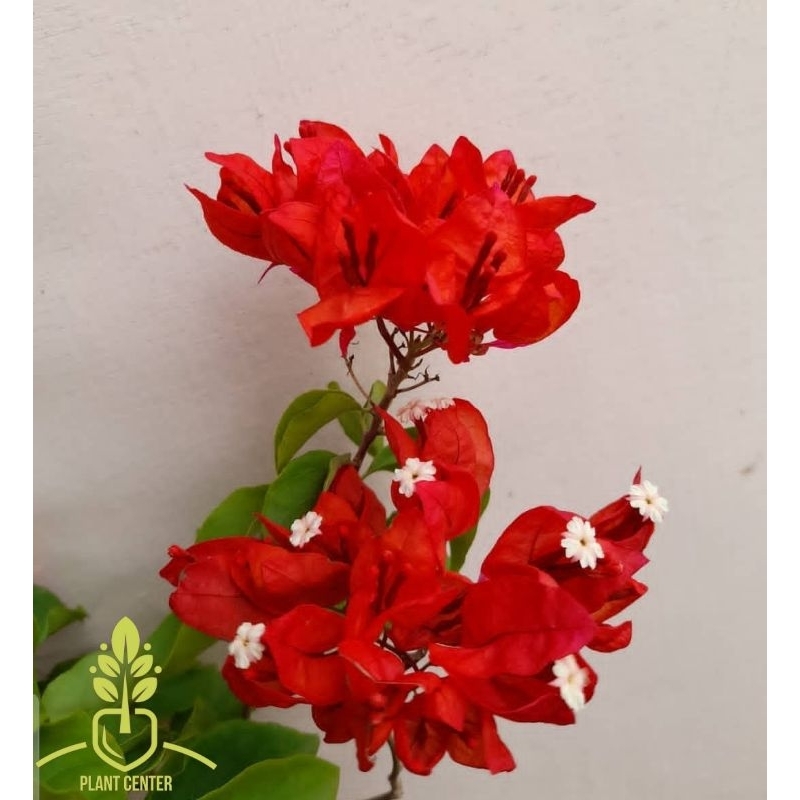 Tanaman Hias Bunga Bougenville Merah Cabe - Pohon Bunga Bougenville - Bunga Bugenville