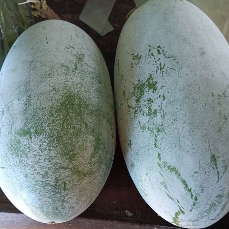 

Diskon Keren Buah Kundur Buah Labu Air Bligo