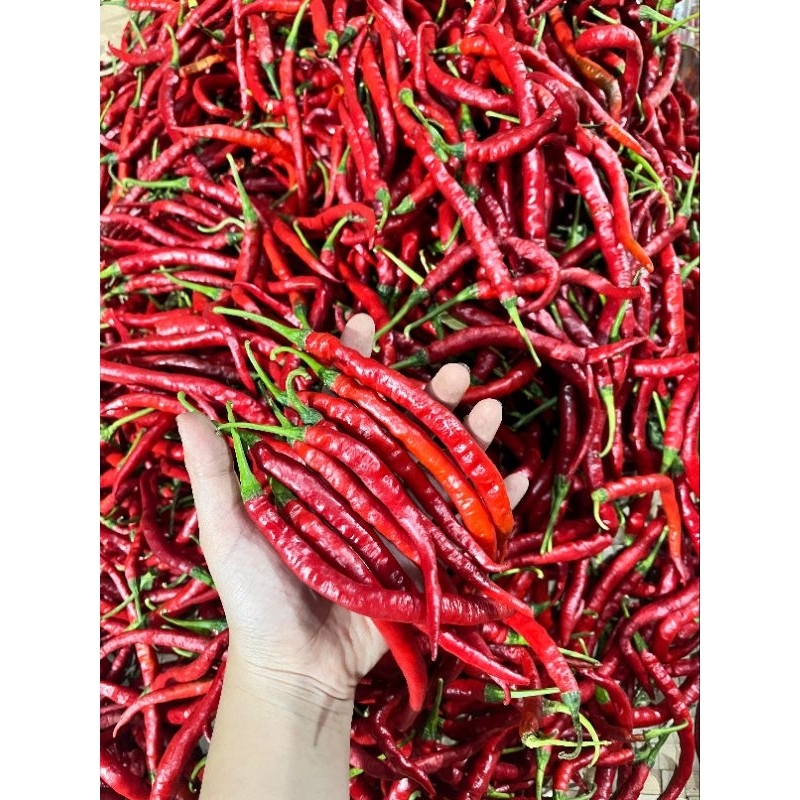 

CABAI KRITING IMPERAL berat 500gr Banyuwangi