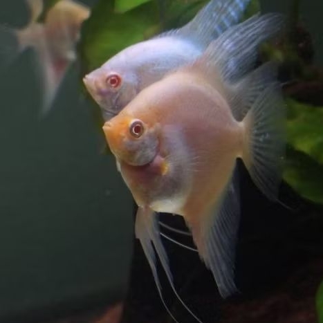 Paket 5 Ekor Manfish Blushing Albino 2.5 3 cm - ETALASE AQUARIUM
