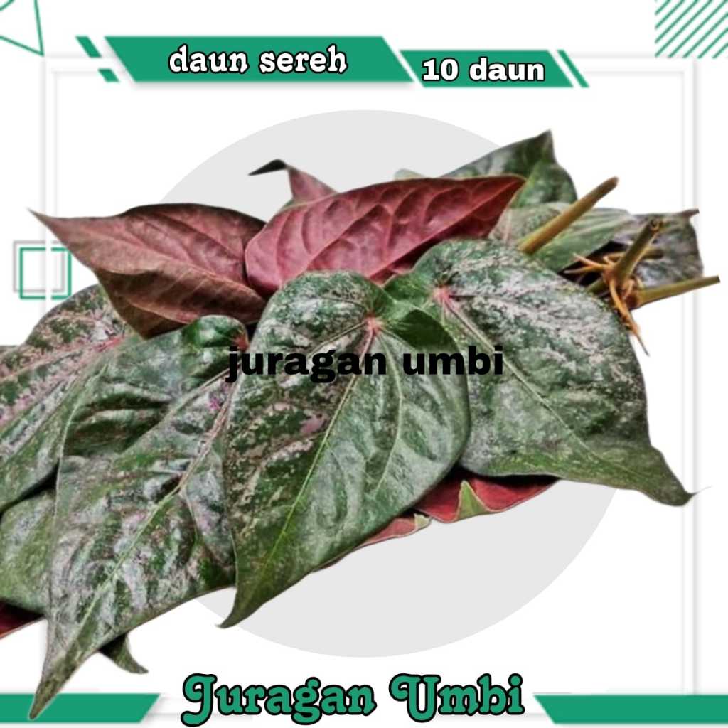 

Daun Sirih Merah Dan Sirih Hijau 10 Lembar