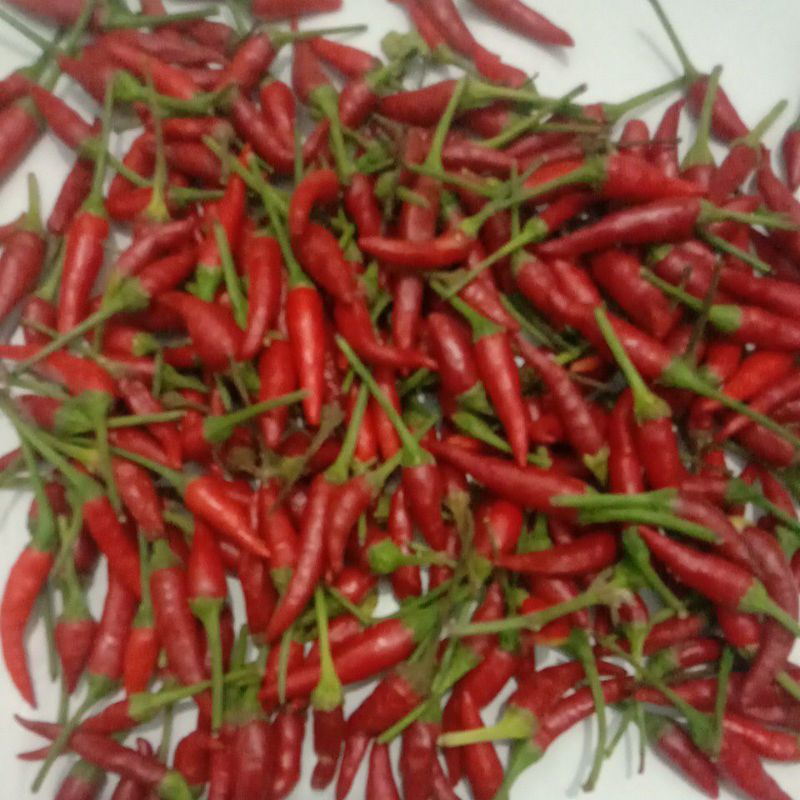 

cabe cabai lombok rawit merah fresh 1 kg