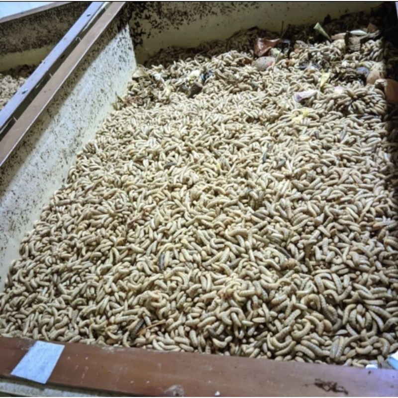 maggot bsf fresh 500gr termurah/pakan murah/maggot fresh/pakan fresh