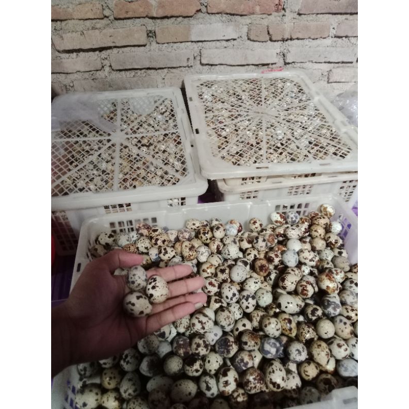 

telur puyuh fress dari kandang