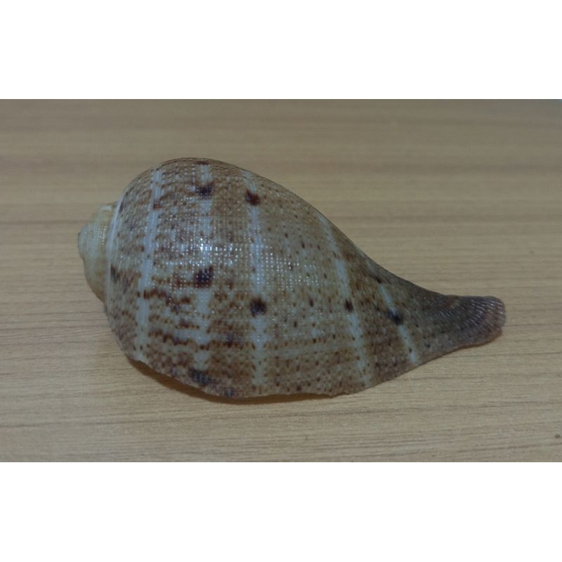 cangkang kerang Ficus ficus