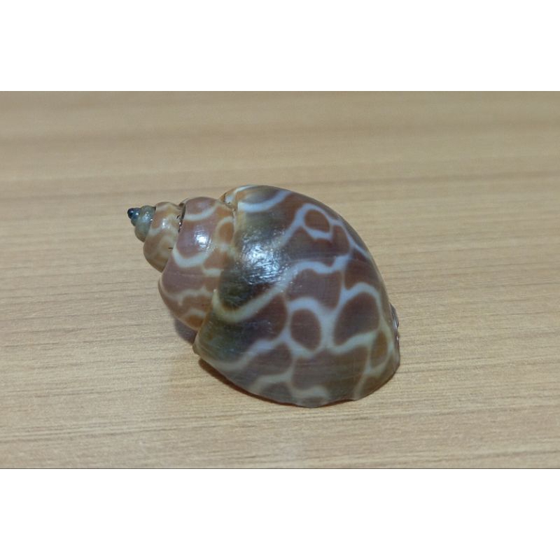 cangkang kerang babylonia