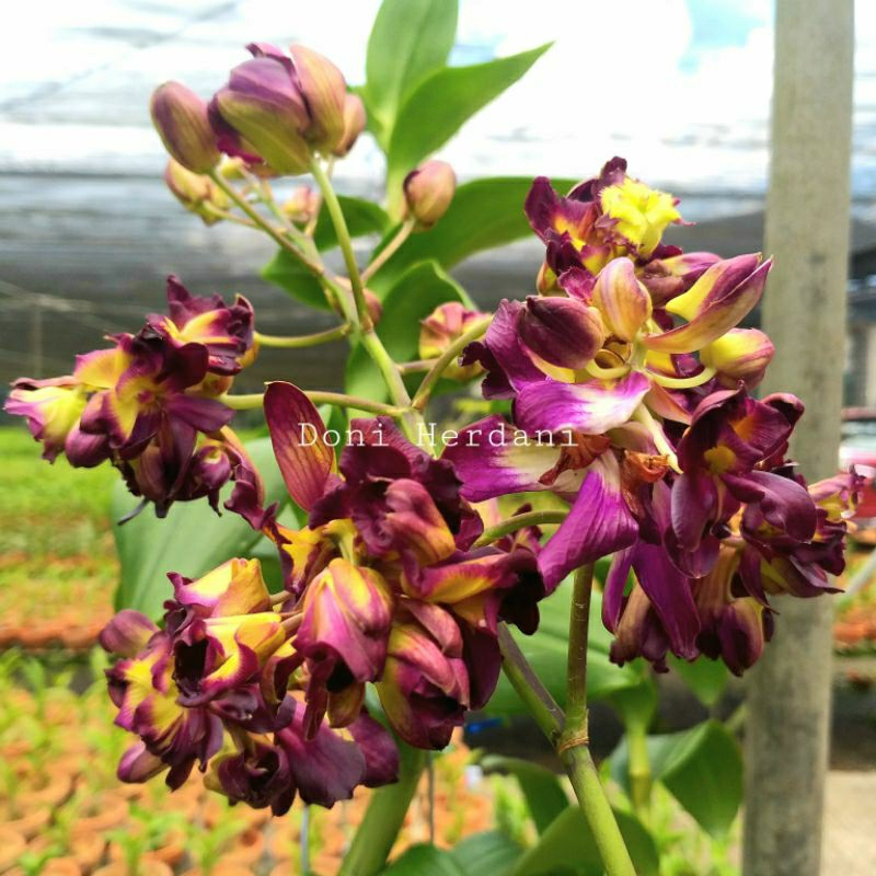 Anggrek Dendrobium Betty Rose Red - Mawar Merah