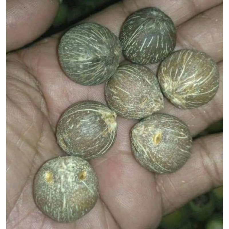 Kelapa ratu/kelapa mini/kelapa buntat original bahan kerajinan unik bulat tidak lonjong