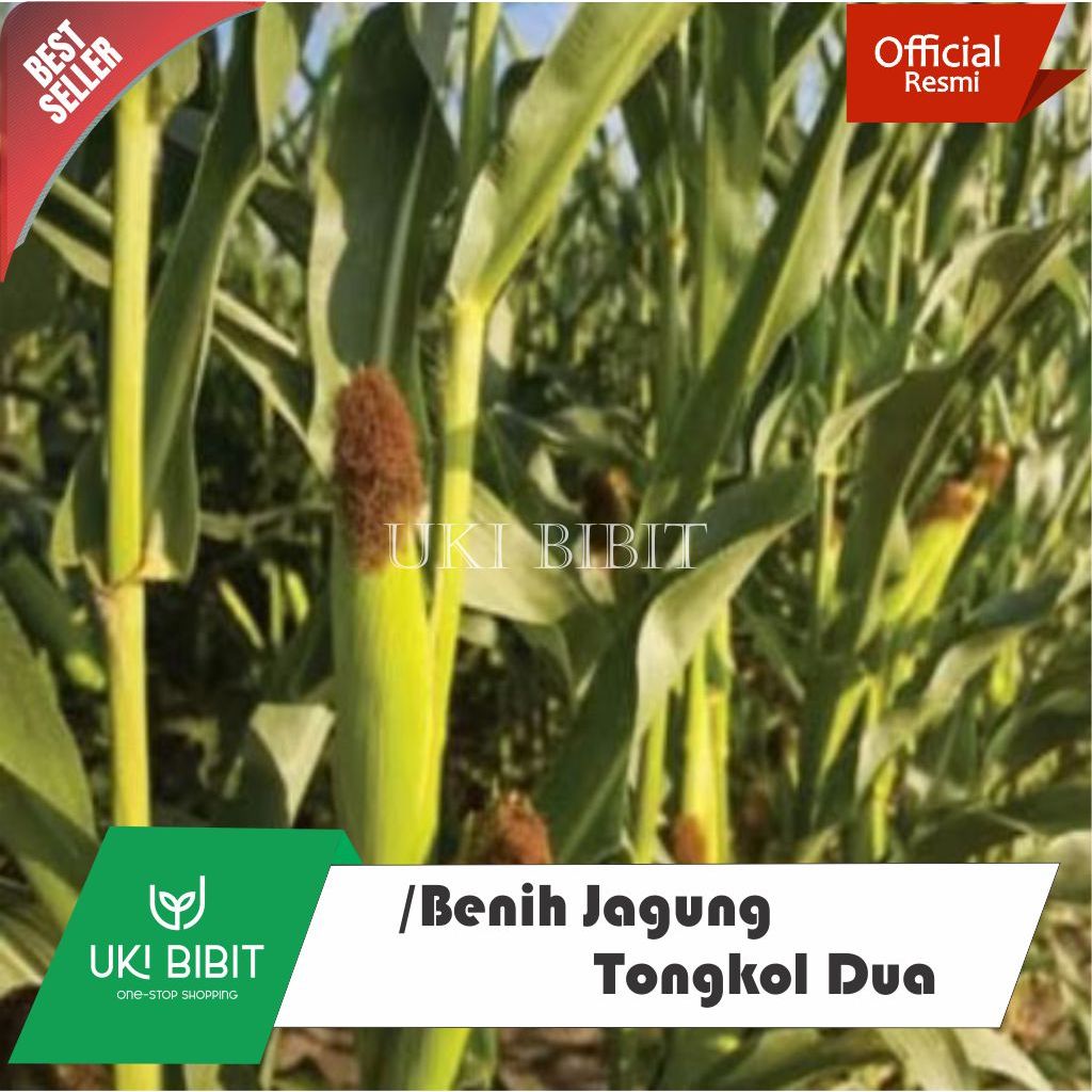 ( 1 Kg ) Benih Jagung Tongkol 2 | Jagung Dua Tongkol