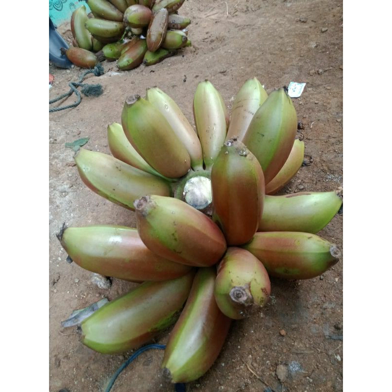 

pisang merah