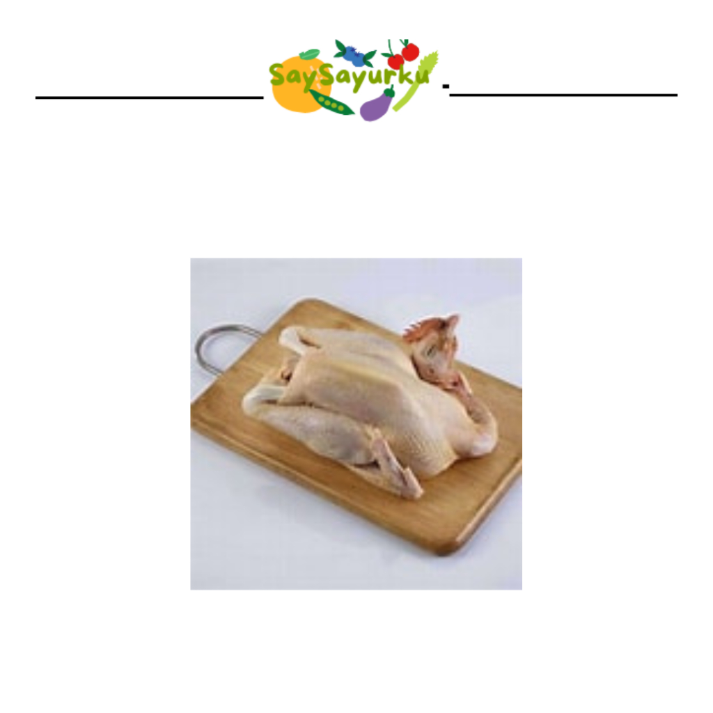 

AYAM PEJANTAN 1 EKOR