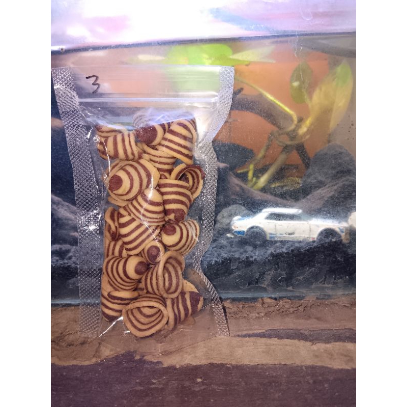 

kuping'gajah mini