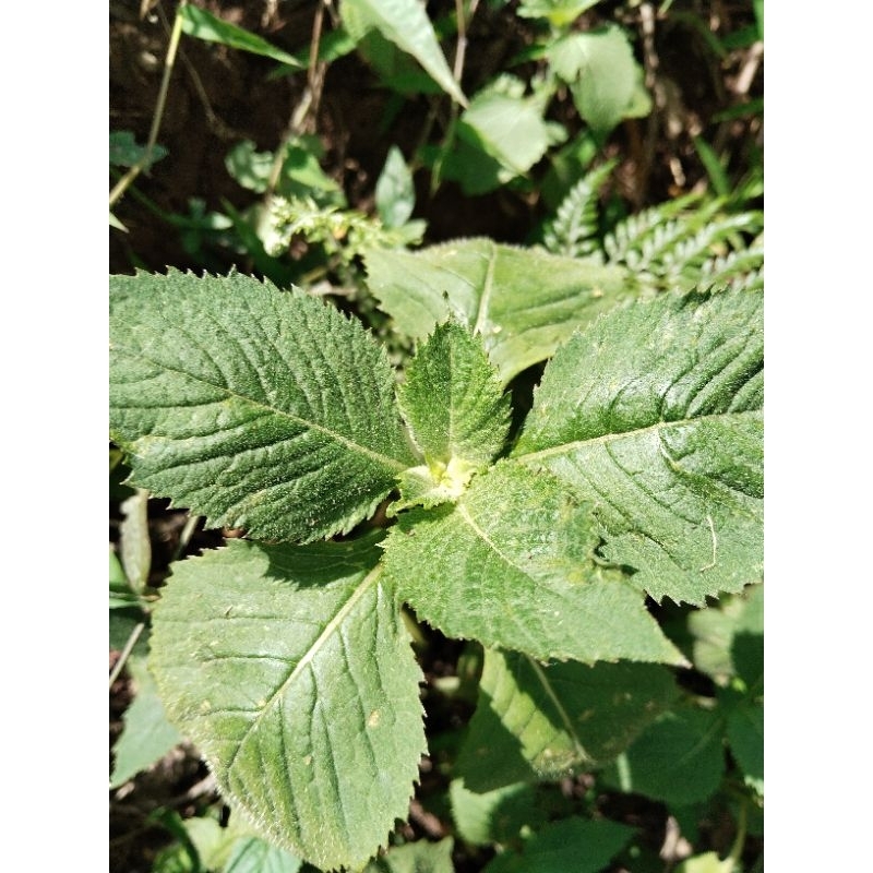 

daun sintrong segar 1kg