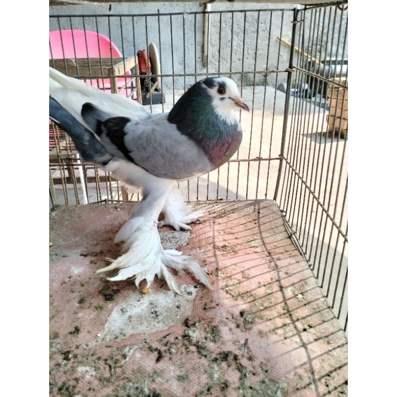 burung dara blantong jembros