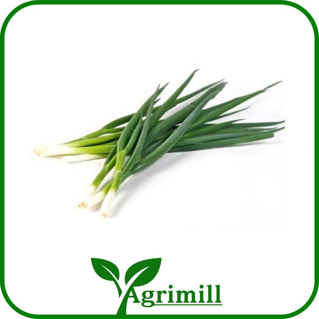 

Daun Bawang Besar | Pre