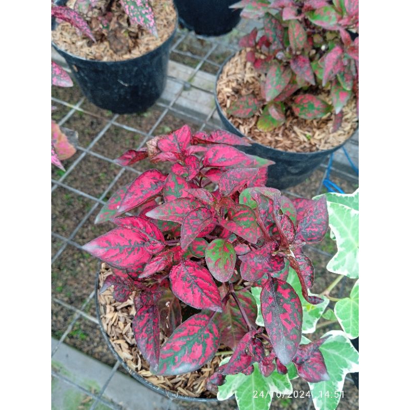 hipoestes merah, pink dan putih