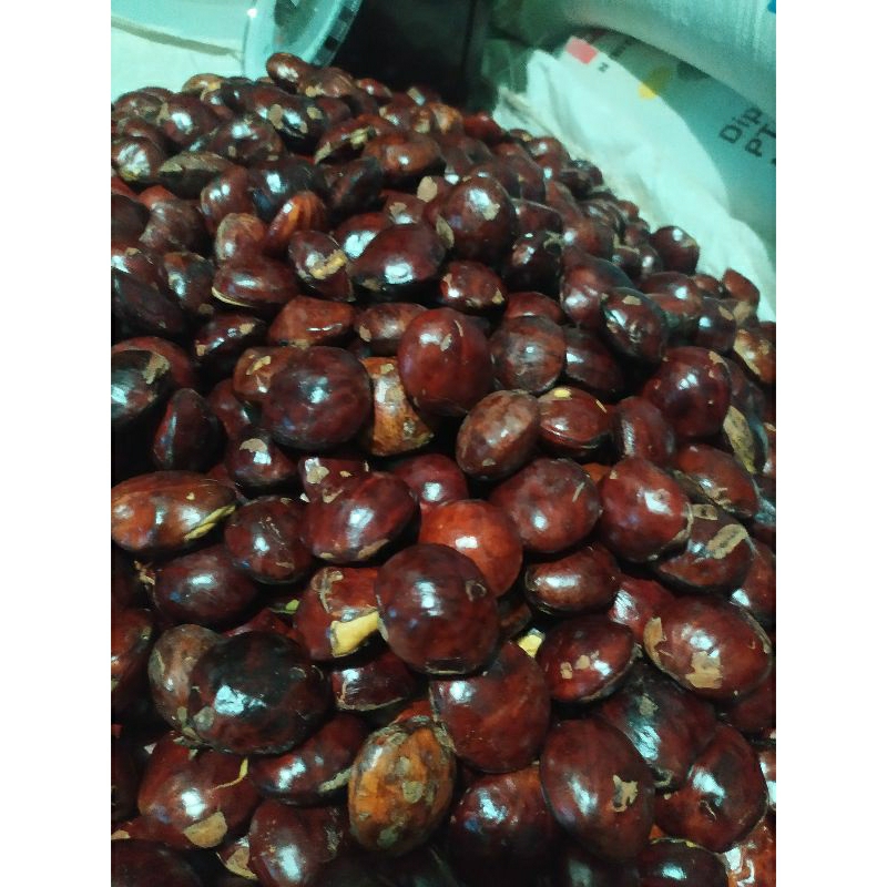 

Jengkol tua 500 gr