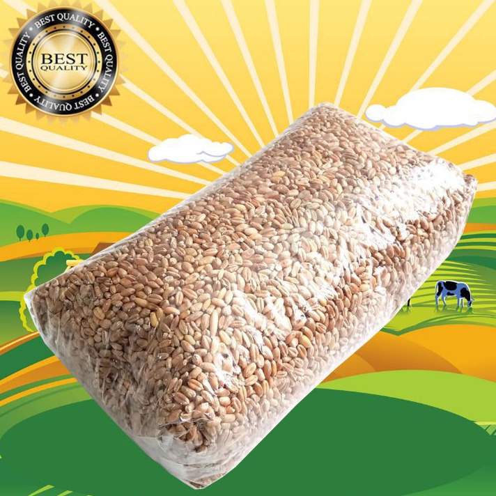 TERMURAH GANDUM 1 KG  Biji Wheatgrass Benih Catgrass Rumput Kucing Makanan Kucing Rumput Diet