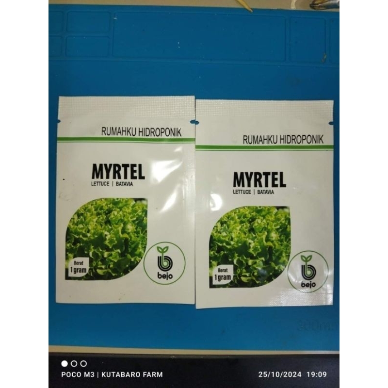 Benih Myrtel By Bejo Seed