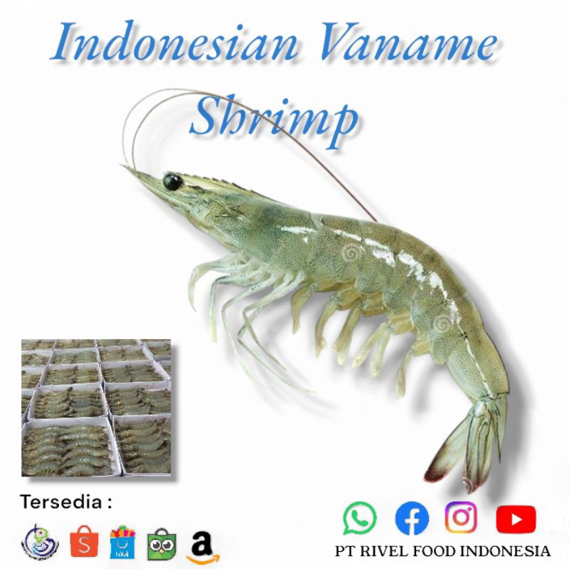 

UDANG VANAME BESAR UKURAN 41-50 PCS Fresh Frozen Termurah