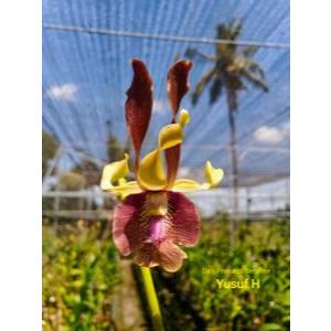 Anggrek Dendrobium Keriting & Koleksi Mekar Knop