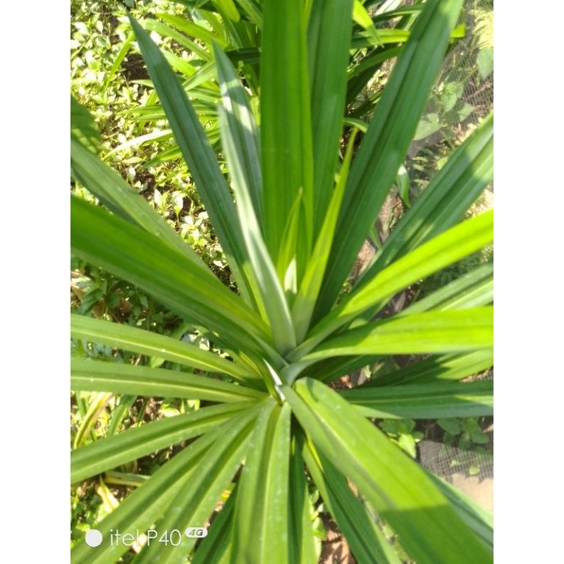

daun pandan wangi segar 100gr order baru dipetik bonus daun salam