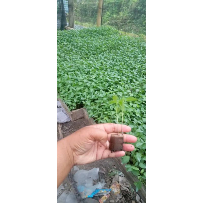 bibit cabe merah keriting(CMK) lokal siap tanam dengan polibet daun pisang, isi bibit 50 polibet (1 