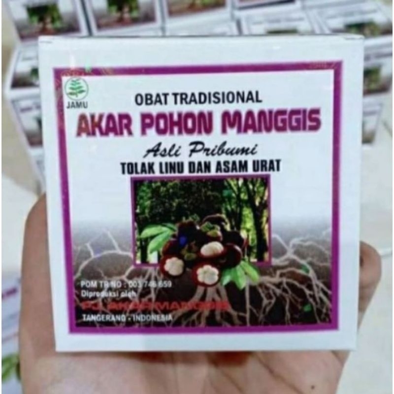 akar pohon manggis asli